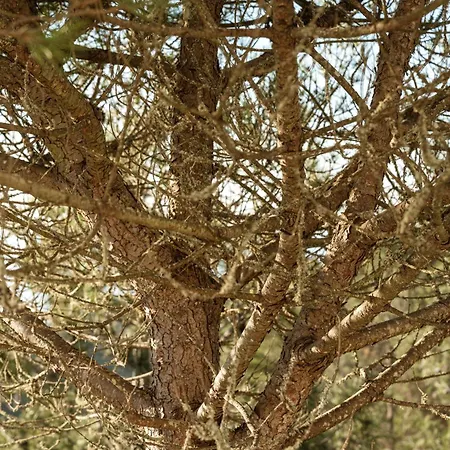 Casa Do Magoito Σπίτι διακοπών Bolembre